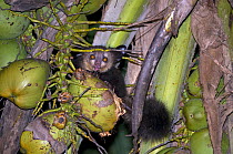 Aye-aye {Daubentonia madagascariensis} feeding in coconut palm at night, Aye-aye Island, NE Madagascar
