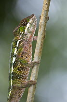 Panther chameleon {Furcifer pardalis} Nosy Mangabe, north-east Madagascar