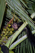 Aye-aye {Daubentonia madagascariensis} feeding in palm tree at night, Aye-aye Island, NE Madagascar