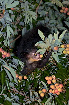 Aye-aye {Daubentonia madagascariensis} feeding on lychees at night, Aye-aye Island, NE Madagascar