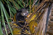 Aye-aye {Daubentonia madagascariensis} feeding in coconut palm tree at night, Aye-aye Island, NE Madagascar
