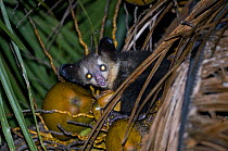 Aye-aye {Daubentonia madagascariensis} feeding in coconut palm tree at night, Aye-aye Island, NE Madagascar
