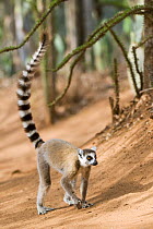 Ring-tailed lemur {Lemur catta} walking acroos ground, Berenty Private Reserve, southern Madagascar