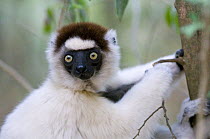 Verreaux's sifaka {Propithecus verreauxi} Berenty Private Reserve, southern Madagascar, IUCN vulnerable species