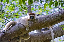 Verreaux's sifaka {Propithecus verreauxi} lying on branch looking down, Berenty Private Reserve, southern Madagascar, IUCN vulnerable species