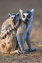 Ring-tailed lemur {Lemur catta} mother carrying baby, Berenty Private Reserve, southern Madagascar