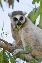 Ring-tailed lemur {Lemur catta} feeding in tree, Berenty Private Reserve, southern Madagascar