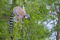 Ring-tailed lemur {Lemur catta} feeding in flowering tree, Berenty Private Reserve, southern Madagascar