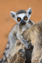 Ring-tailed lemur {Lemur catta} baby on mother's back, portrait, Berenty Private Reserve, southern Madagascar