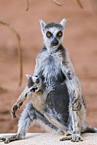 Ring-tailed lemur {Lemur catta} baby suckling from mother, Berenty Private Reserve, southern Madagascar