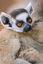 Ring-tailed lemur {Lemur catta} baby, portrait, Berenty Private Reserve, southern Madagascar