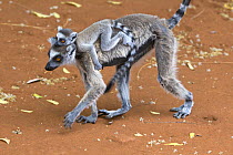 Ring-tailed lemur {Lemur catta} mother carrying baby on back, Berenty Private Reserve, southern Madagascar