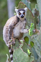 Ring-tailed lemur {Lemur catta} feeding on cactus, Berenty Private Reserve, southern Madagascar