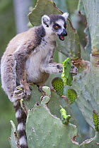 Ring-tailed lemur {Lemur catta} feeding on cactus, Berenty Private Reserve, southern Madagascar