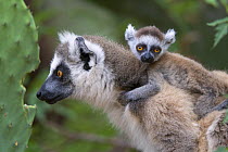 Ring-tailed lemur {Lemur catta} mother and baby with cactus, Berenty Private Reserve, southern Madagascar