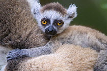 Ring-tailed lemur {Lemur catta} baby on mother's back, Berenty Private Reserve, southern Madagascar