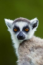 Ring-tailed lemur {Lemur catta} portrait, Berenty Private Reserve, southern Madagascar