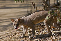 Fossa {Cryptoprocta ferox} Kirindy Forest, western Madagascar, IUCN vulnerable species