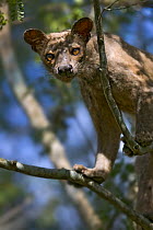 Fossa {Cryptoprocta ferox} in tree, Kirindy Forest, western Madagascar, IUCN vulnerable species