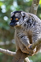 Brown lemur {Lemur / Eulemur fulvus} Andasibe-Mantadia National Park (Perinet), eastern Madagascar, semi-captive