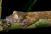 Leaf tailed gecko {Uroplatus fimbriatus} camouflaged on branch at night, Nosy Mangabe, north-eastern Madagascar
