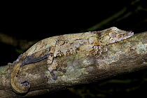 Leaf tailed gecko {Uroplatus fimbriatus} camouflaged on branch at night, Nosy Mangabe, north-eastern Madagascar