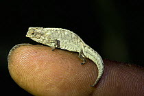 Pygmy / Dwarf chameleon {Brookesia peyrierasi} on man's finger, Nosy Mangabe, north-eastern Madagascar