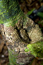Rot-hole tree frog {Platypelis grandis} camouflaged in tree hole, Nosy Mangabe, north-eastern Madagascar