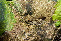 Rot-hole tree frog {Platypelis grandis} camouflaged in tree hole, Nosy Mangabe, north-eastern Madagascar