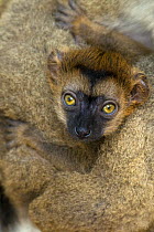 White fronted brown lemur {Eulemur albifrons} three-weeks baby, captive, Maroantsetra, north-eastern Madagascar, IUCN vulnerable species