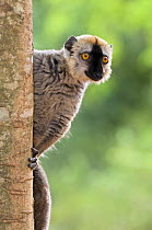 Red fronted brown lemur {Eulemur fulvus} Berenty Private Reserve, southern Madagascar