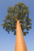 Looking up the trunk of a large Baobab tree {Adansonia grandidieri} near Morondava, western Madagascar