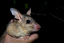 Giant jumping rat {Hypogeomys antimena} being held by researcher after measurements taken, Kirindy Forest, western Madagascar, Endangered species
