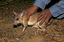 Giant jumping rat {Hypogeomys antimena} being released by researcher after measurements taken, Kirindy Forest, western Madagascar, Endangered species