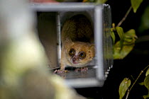 Madame Berthe's mouse lemur {Microcebus berthae} being released from live trap, Kirindy Forest, western Madagascar. Smallest primate in the world, Endangered