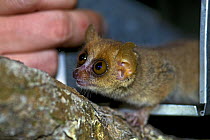 Madame Berthe's mouse lemur {Microcebus berthae} being released from live trap, Kirindy Forest, western Madagascar. Smallest primate in the world, Endangered