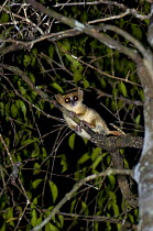 Madame Berthe's mouse lemur {Microcebus berthae} after release from live trap, Kirindy Forest, western Madagascar. Smallest primate in the world, Endangered