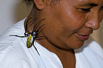 Golden orb spider {Nephila imperialis} on neck of woman, used for production of spider silk, Antananarivo, Madagascar