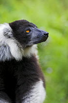 Black and white ruffed lemur {Varecia variegata} Andasibe-Mantadia National Park (Perinet), Critically endangered species, Semi-captive