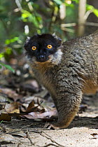 Common brown lemur (Eulemur fulvus) Andasibe-Mantadia National Park (Perinet), eastern Madagascar, Semi-captive