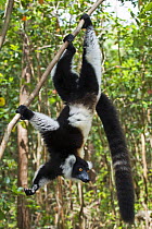 Black and white ruffed lemur (Varecia variegata) hanging upside-down, Andasibe-Mantadia National Park (Perinet), Critically endangered species, Semi-captive