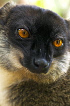 Common brown lemur (Eulemur fulvus) Andasibe-Mantadia National Park (Perinet), eastern Madagascar, Semi-captive