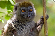 Eastern grey bamboo lemur (Hapalemur griseus)Lemur Island in Andasibe-Mantadia National Park, eastern Madagascar, Semi-captive, Vulnerable species