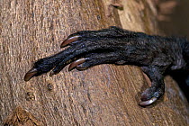 Close up of hand of Aye-aye (Daubentonia madagascariensis) showing long distinctive long middle finger, Captive, Tsimbazaza Zoo, Madagascar