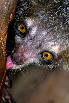 Aye-aye (Daubentonia madagascariensis) licking sap from trunk of tree, Captive, Tsimbazaza Zoo, Madagascar