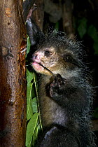 Aye-aye (Daubentonia madagascariensis) using long middle finger to remove grubs from tree trunk at night, Captive, Tsimbazaza Zoo, Madagascar