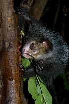 Aye-aye (Daubentonia madagascariensis) using long middle finger to remove grubs from tree trunk at night, Captive, Tsimbazaza Zoo, Madagascar