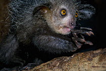 Aye-aye (Daubentonia madagascariensis) Captive, Tsimbazaza Zoo, Madagascar