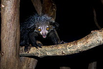 Aye-aye (Daubentonia madagascariensis) Captive, Tsimbazaza Zoo, Madagascar