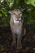 European lynx (Lynx lynx) rescued from poachers, ÊUtyos Wildlife Rehabilitation Centre, Kutuzovka Village, Russian Far East